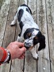 Engelsk springer spaniel valp leveransklar
