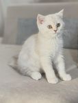 leveransklar chinchilla perser 