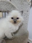 ragdollkattungar
