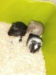 Gerbil ungar