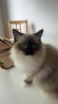 Fruktansvärt mysig o go renrasig ragdoll pojk!