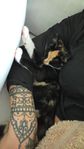 kattunge