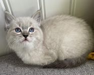 Ragdoll Katt med Sverak stamtavla