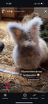 engelsk angora 