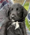 bordercollie/Goldenmix