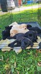 Labrador retriever (jakttyp)