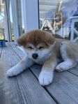 Akita inu valp. SKK 