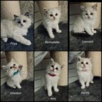 Underbara Ragdoll kattungar