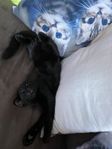 katt