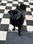 omplacering av vår hund