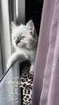 Ragdoll kattunge