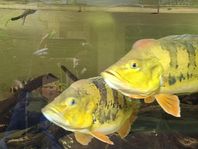 cichla ocellaris