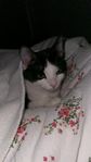 omplacering katten 