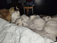 renrasiga ragdolls kattungar
