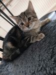 Kattunge omplaceras