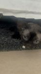 Devon Rex kattungar 