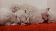 Ragdoll kattungar leveransklara 4 Oktober