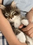 Världens mysigaste kattunge