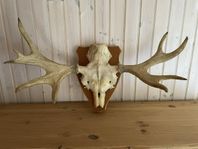 Monterat älghorn