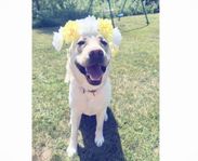 Labradorvalpar väntas 