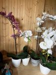 Orchide konstblomma