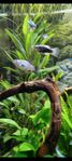 platy blue tuxedo