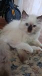 Ragdoll kattunge