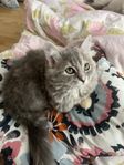 Ragdoll kattungar 