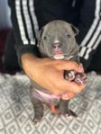 American bully micro valpar