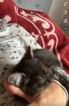 liten kattunge