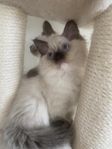 Ragdoll hona leveransklar
