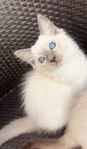 Ragdoll kattungar med stamtavla 