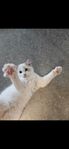 ragdoll kattungar 