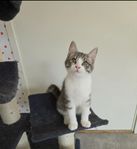 kattunge 