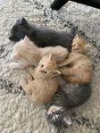 Kattungar 