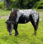 jättefin Appaloosa sto
