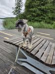 Dvärgschnauzer  S/P