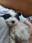 Maltes/Lahs apso/Suit Tzu
