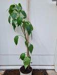 Chiliplanta ca 90 cm hög. 