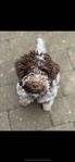 Lagotto Romagnolo