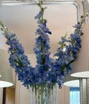 6 st Delphinium blå kvistar NEWPORT