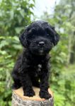 Cavapoo kille