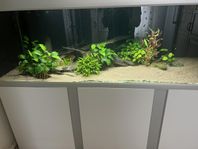 stora anubias på rot