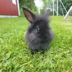 Lejonhuvad dvärgvädur