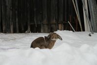 Hoppkanin