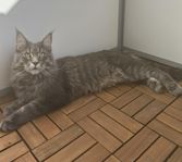 Maine coon katt