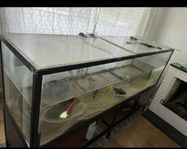 Akvarium 