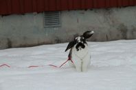 Hoppkanin