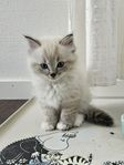 Kattungar (ragdoll)