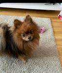 Pomeranian hane 